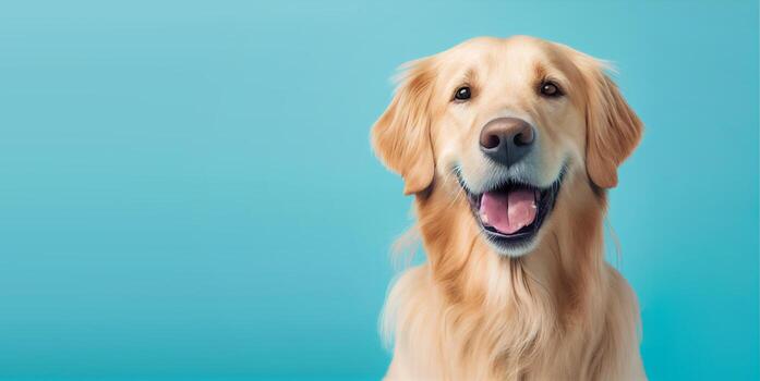 https://seniordogcarehub.com/