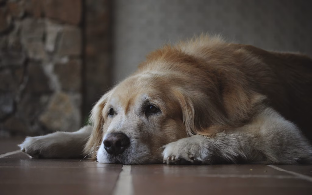 10 Signs Your Dog Is Entering Their Senior Years (And How to Help)