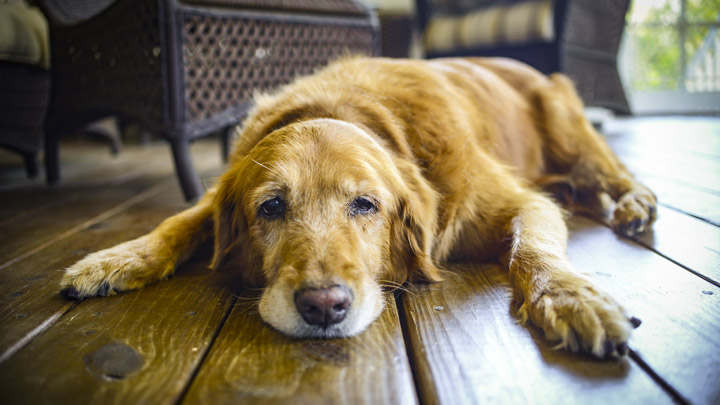 Arthritis in Dogs: Signs, Causes, Treatment & How to Help Your Dog Live Comfortably
